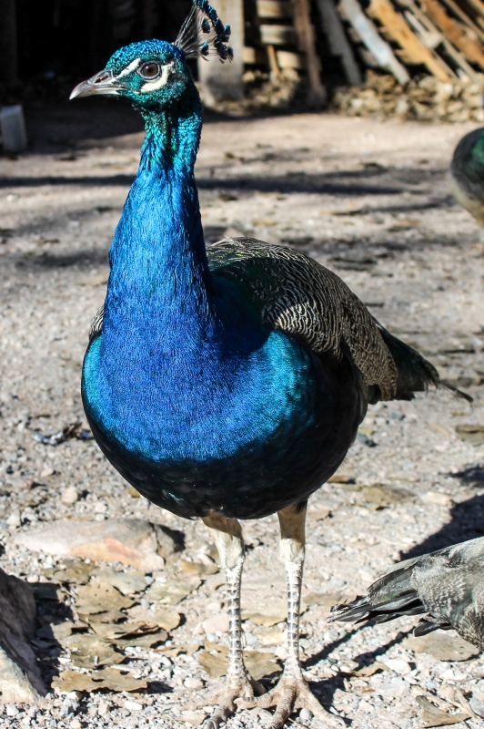 Peacocks-5