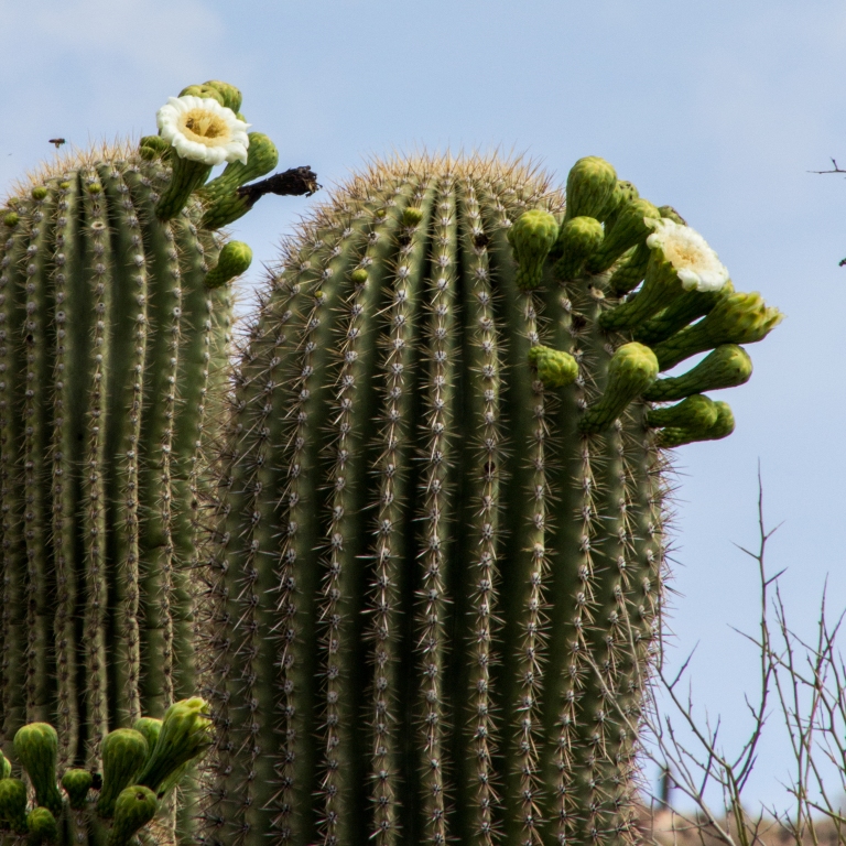 saguarobloom